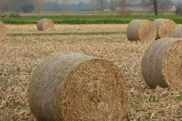Produzione Foraggi e Mais