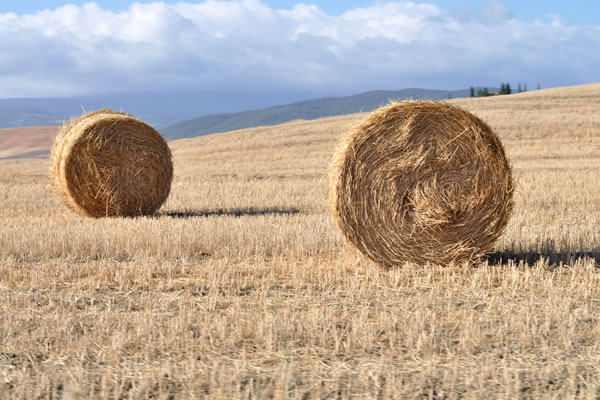 Produzione Foraggi e Mais