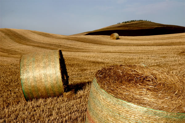 Produzione Foraggi e Mais
